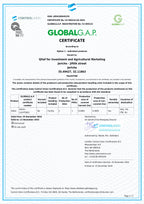 Medjool Jumbo Datteln aus Palätina mit Zertifikat Herkunft 